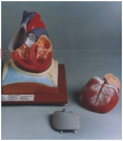 HUMAN HEART